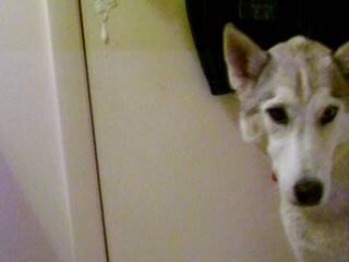 Frau liebt ihren Hund fickt ihre Muschi