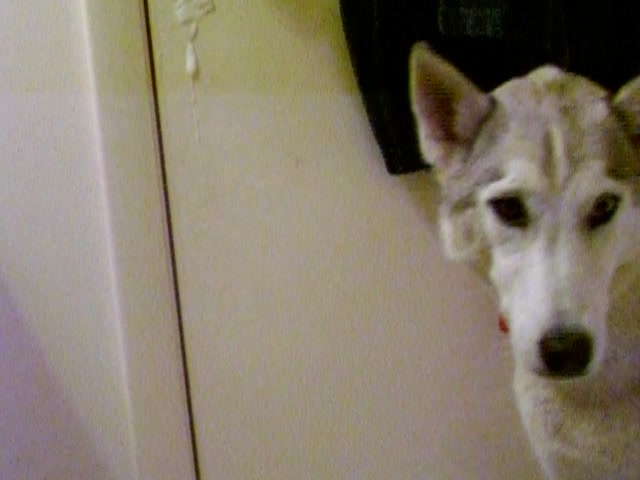 Er fickt seinen hund