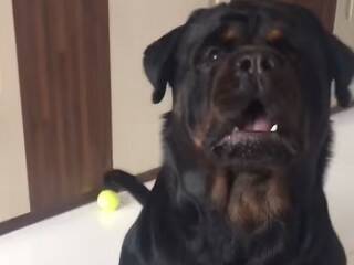 dog expert in bawdy cleft eating